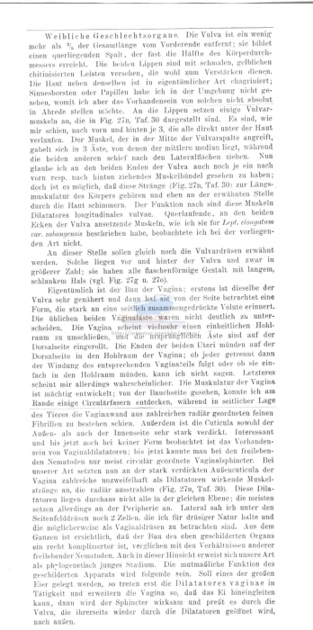 Leptosomatides gracile