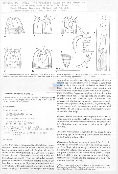 Linhomoeus gittingsi