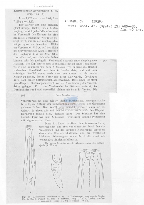 Linhomoeus kornoensis