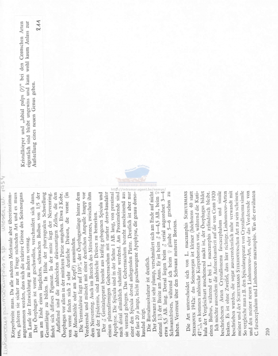 Linhomoeus paramacramphis