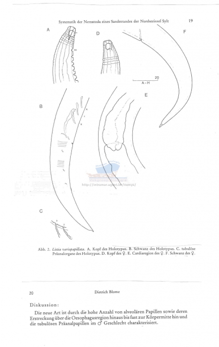 Listia variopapillata