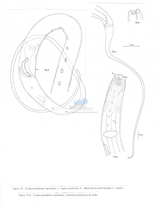 Longicyatholaimus capsulatus