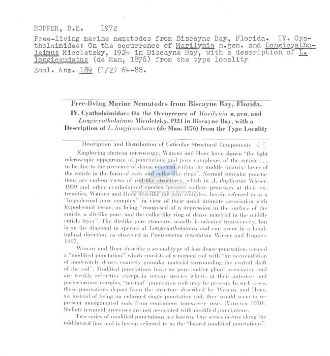 Longicyatholaimus longicaudatus