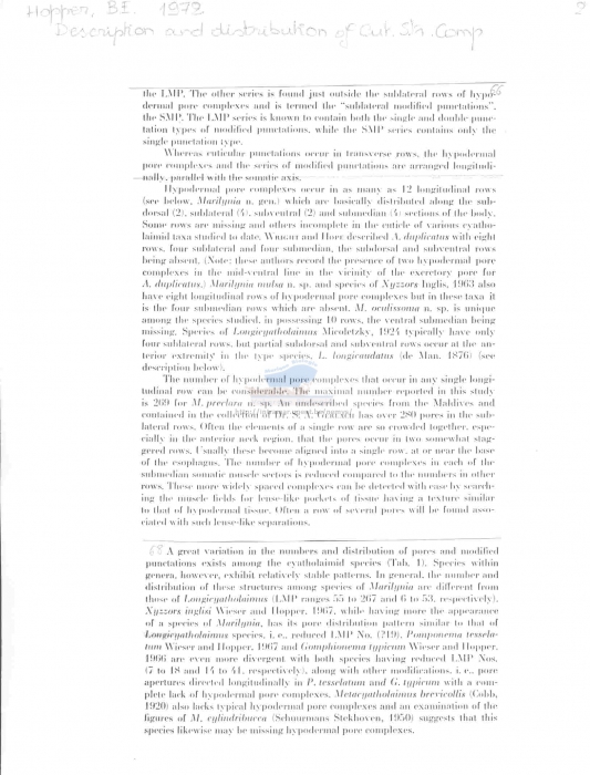 Longicyatholaimus longicaudatus