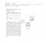 Longicyatholaimus longicaudatus