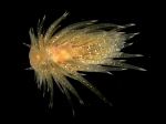 Nudibranchia