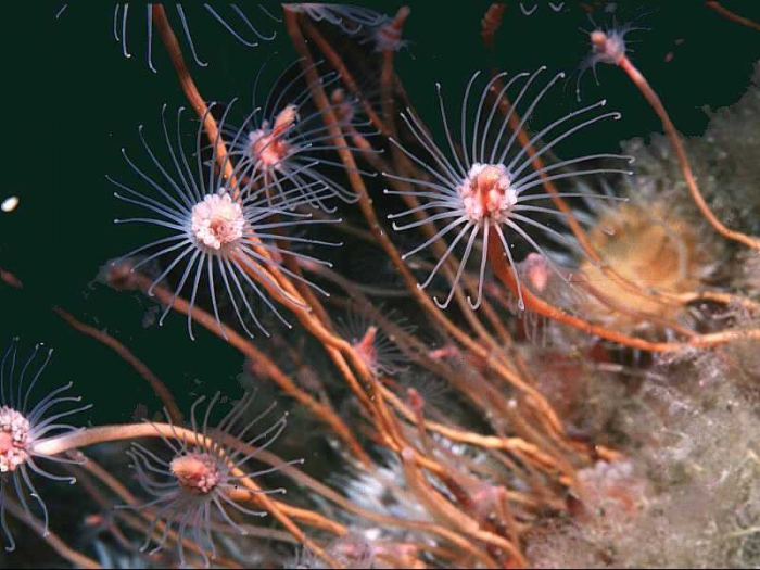 Tubularia indivisa Linnaeus, 1758 Tubularia indivisa Linnaeus, 1758