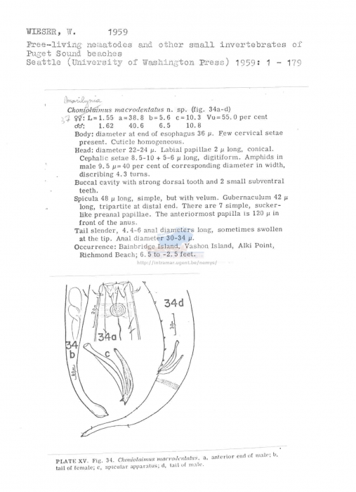 Marilynia macrodentata