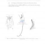 Marilynia oculissoma