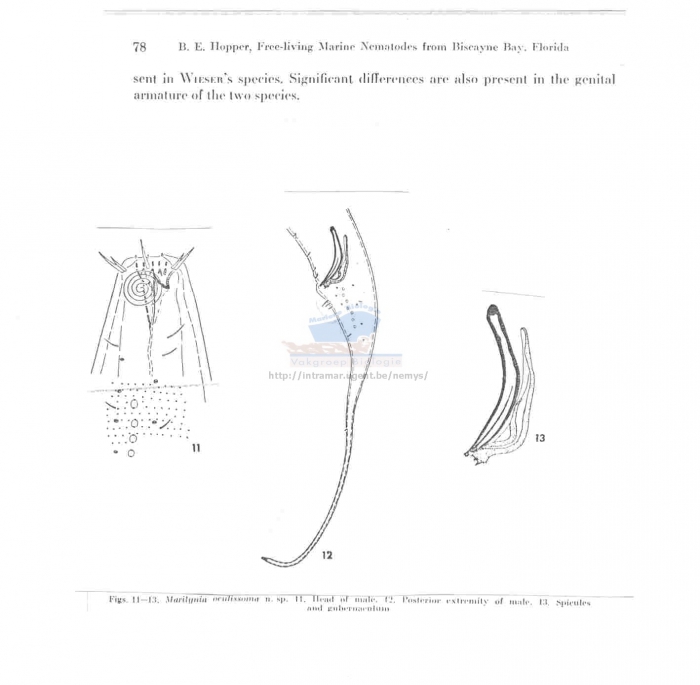 Marilynia oculissoma