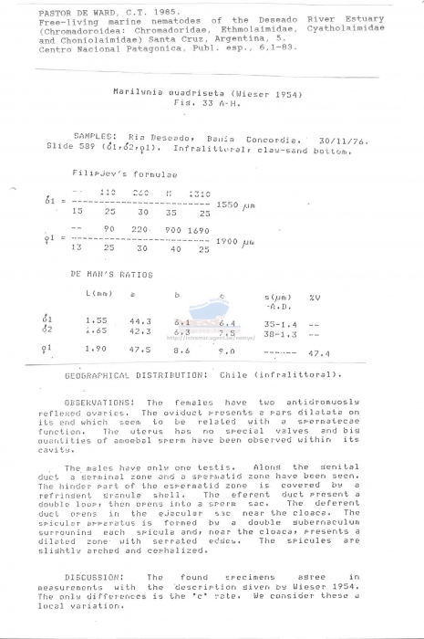 Marilynia quadriseta