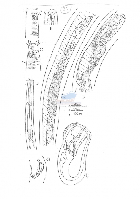 Marilynia quadriseta
