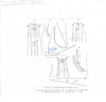 Marilynia stekhoveni