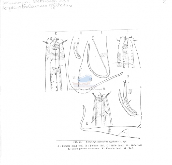 Marilynia stekhoveni