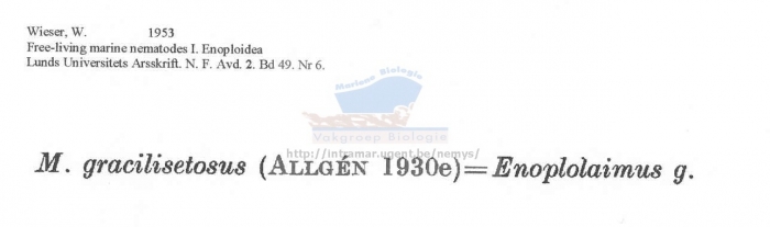 Mesacanthion gracilisetosus