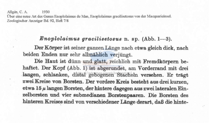 Enoplolaimus gracilisetosus