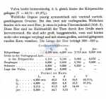 Mesacanthion gracilisetosus