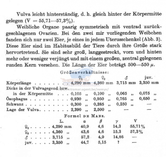 Mesacanthion gracilisetosus