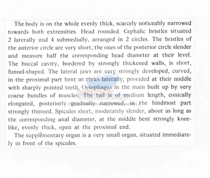 Mesacanthion pacificum