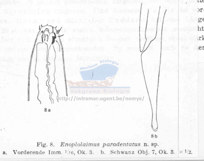 Mesacanthion paradentatum