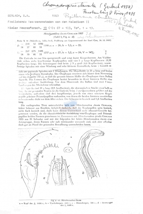 Metachromadora clavata
