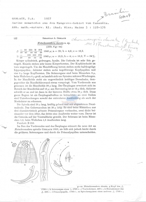 Metachromadora clavata