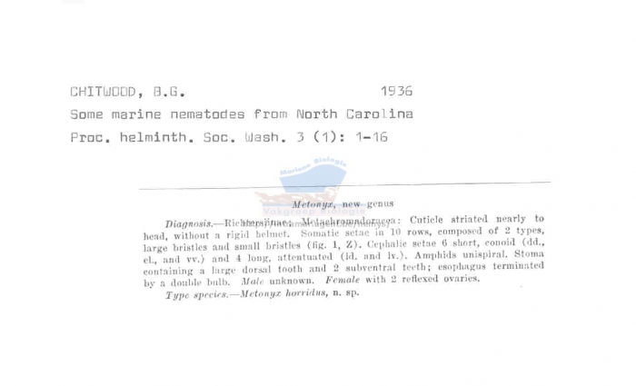 Metachromadora horridus