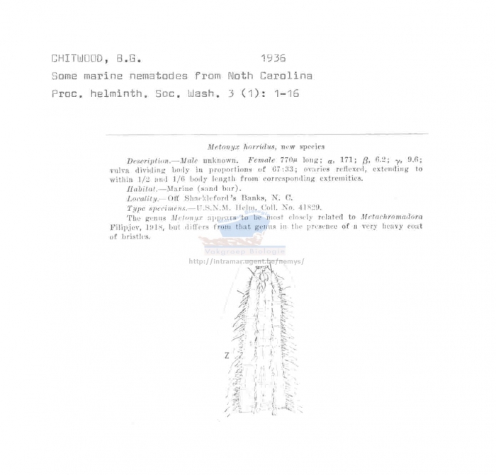 Metachromadora horridus