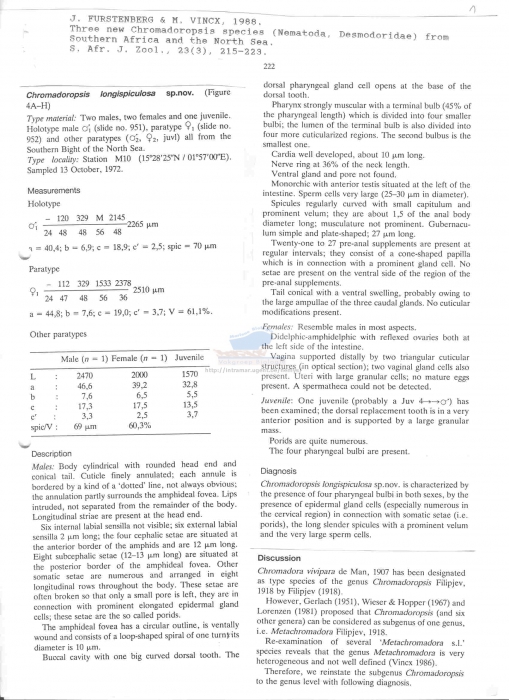 Metachromadora longispiculosa