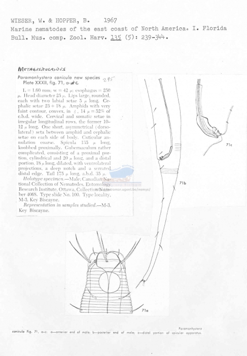 Metadesmolaimus canicula