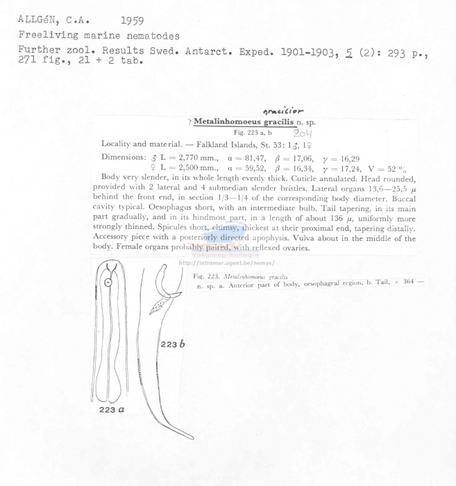 Metalinhomoeus gracilior
