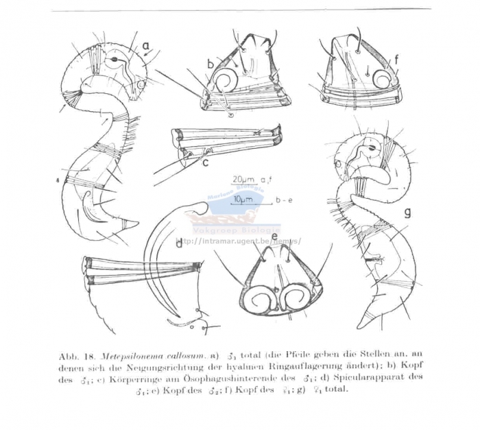 Metepsilonema callosum