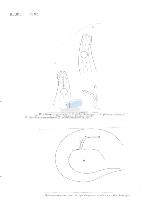 Microlaimus aequisetosus