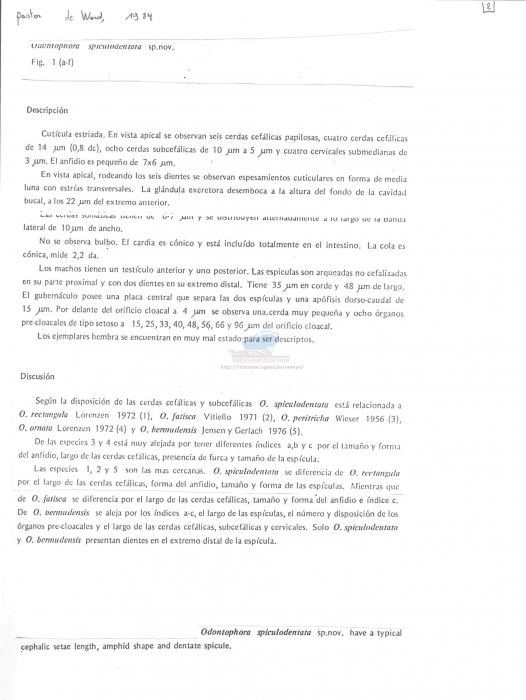 Odontophora spiculodentata