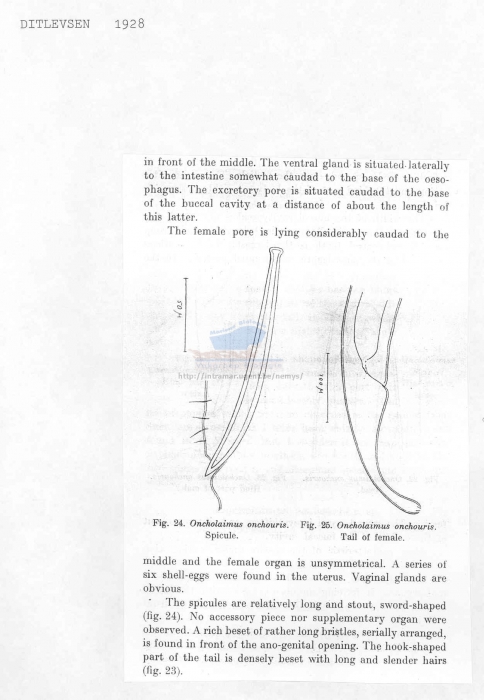 Oncholaimus onchouris