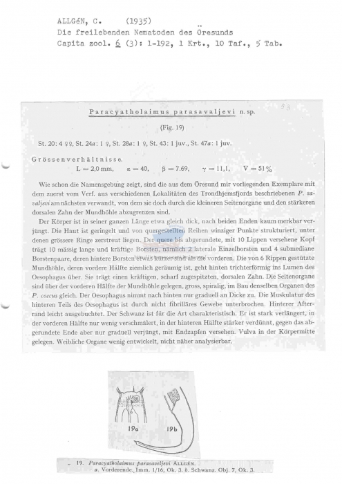 Paracyatholaimus parasaveljevi