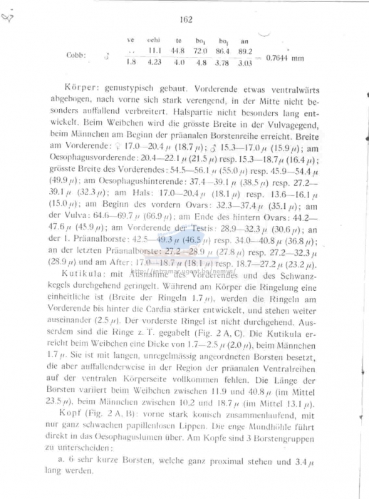 Paradraconema meridionale