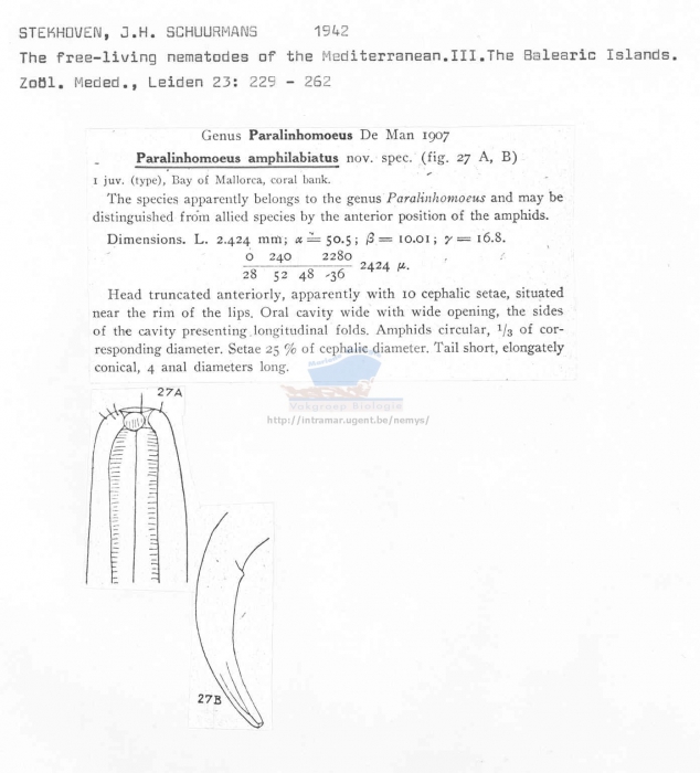 Paralinhomoeus amphilabiatus