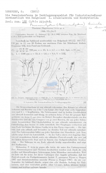 Paramonhystera levicula