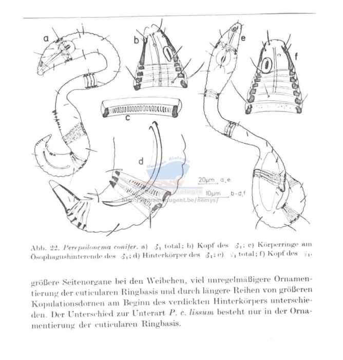 Perepsilonema conifer