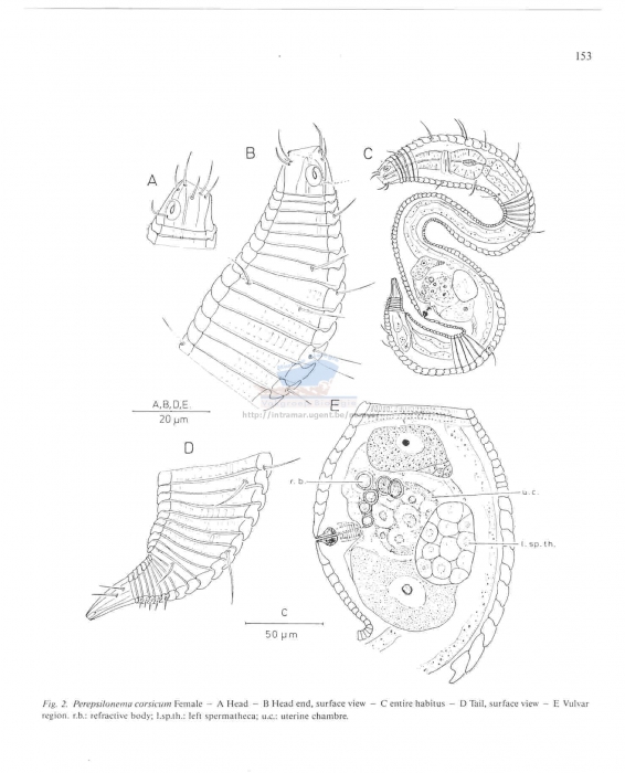 Perepsilonema corsicum