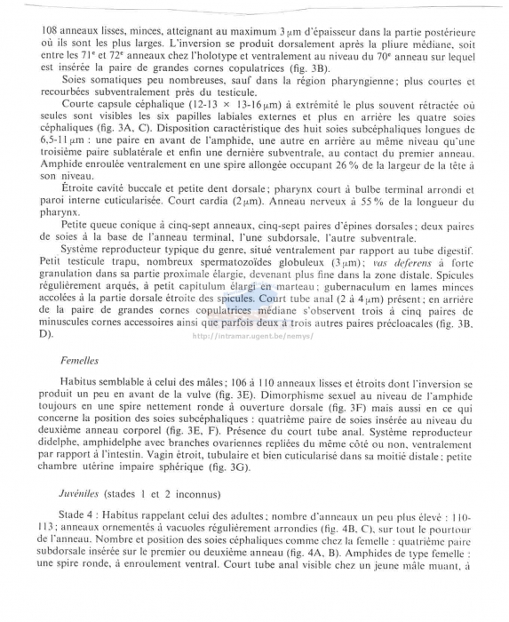 Perepsilonema kellyae