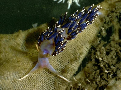 Facelina auriculata (O F Müller, 1776 )