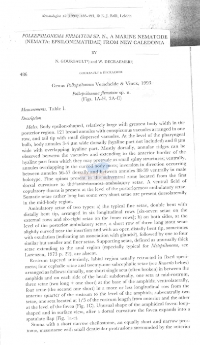 Polkepsilonema firmatum