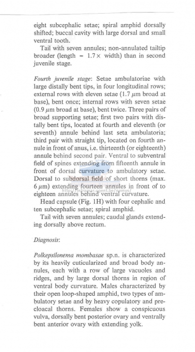 Polkepsilonema mombasae