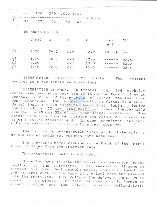 Paracanthonchus longispiculum