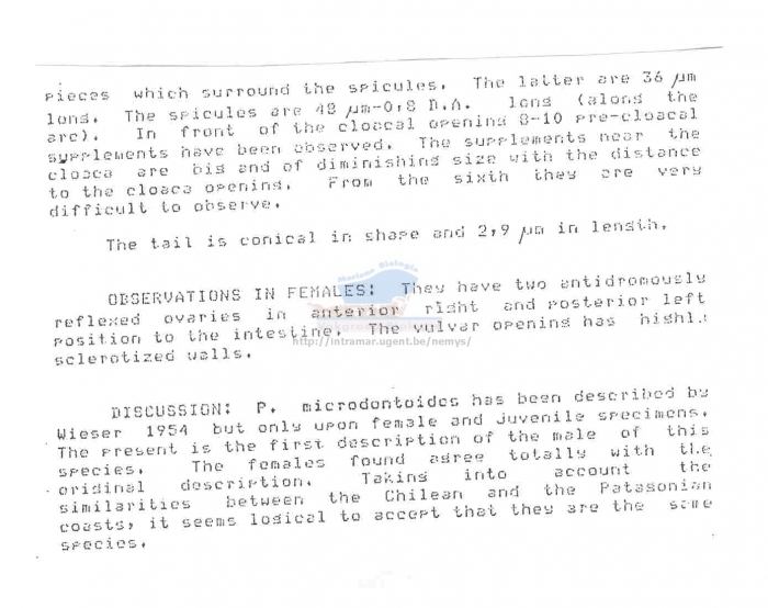 Paracanthonchus longispiculum