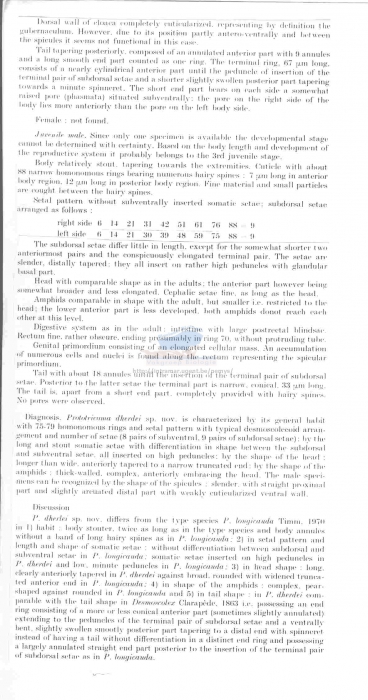 Prototricoma dherdei