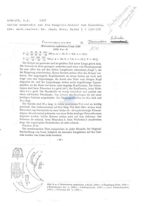 Pseudochromadora quadripapillata