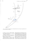 Nematode file-library of the Marine Biology Section (Ghent University, Belgium)